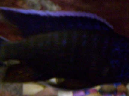 freshwater fish - aulonocara baenschi - sunshine peacock stocking in 75 gallons tank - Some pics of my fish freshwater fish - aulonocara baenschi - sunshine peacock stocking in 75 gallons tank - Some pics of my fish
