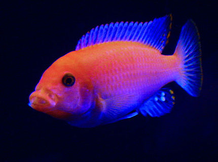 Rated #5: Freshwater Fish - Pseudotropheus Estherae - Red Zebra Cichlid Stocking In 55 Gallons Tank - My Red Zebra that has amazing color and is a very bright fish in my tank. This fish may be the biggest in my tank but it is very friendly and not agressive at all Rated #5: Freshwater Fish - Pseudotropheus Estherae - Red Zebra Cichlid Stocking In 55 Gallons Tank - My Red Zebra that has amazing color and is a very bright fish in my tank. This fish may be the biggest in my tank but it is very friendly and not agressive at all