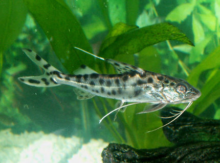 freshwater fish - pimelodus pictus - pictus cat stocking in 110 gallons tank - Pictus Catfish freshwater fish - pimelodus pictus - pictus cat stocking in 110 gallons tank - Pictus Catfish