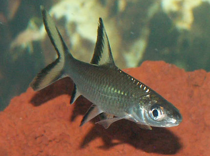 freshwater fish - balantiocheilus melanopterus - bala shark stocking in 110 gallons tank - Bala Shark freshwater fish - balantiocheilus melanopterus - bala shark stocking in 110 gallons tank - Bala Shark
