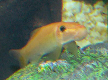 freshwater fish - gyrinocheilos aymonieri - gold algae eater stocking in 110 gallons tank - Gold Algea Eater freshwater fish - gyrinocheilos aymonieri - gold algae eater stocking in 110 gallons tank - Gold Algea Eater