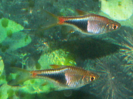 freshwater fish - rasbora heteromorpha - golden harlequin rasbora stocking in 110 gallons tank - Harlequin Rasboras freshwater fish - rasbora heteromorpha - golden harlequin rasbora stocking in 110 gallons tank - Harlequin Rasboras