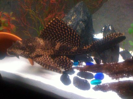 freshwater fish - hypostomus punctatus - trinidad pleco stocking in 45 gallons tank - Trinidad Pleco (finest you will ever see) freshwater fish - hypostomus punctatus - trinidad pleco stocking in 45 gallons tank - Trinidad Pleco (finest you will ever see)