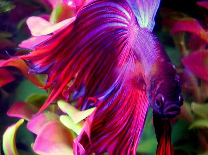 freshwater fish - betta splendens - crown tail betta stocking in 10 gallons tank - This is Finley, my beautiful 2.5" Crowntail Male Betta. He's very friendly and active. Little guy is always swimming and showing off.
Update: He unexpectedly died about 2 months after this picture was taken, looks like it might have been a tumor. He was great, and this pic reached #2 overall. He's famous. :) freshwater fish - betta splendens - crown tail betta stocking in 10 gallons tank - This is Finley, my beautiful 2.5" Crowntail Male Betta. He's very friendly and active. Little guy is always swimming and showing off.
Update: He unexpectedly died about 2 months after this picture was taken, looks like it might have been a tumor. He was great, and this pic reached #2 overall. He's famous. :)