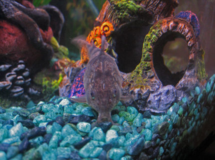 freshwater fish - corydoras paleatus - peppered cory cat stocking in 10 gallons tank - Peppered Corydora Catfish freshwater fish - corydoras paleatus - peppered cory cat stocking in 10 gallons tank - Peppered Corydora Catfish