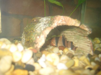 freshwater fish - botia macracantha - clown loach stocking in 60 gallons tank - Clown Loach freshwater fish - botia macracantha - clown loach stocking in 60 gallons tank - Clown Loach