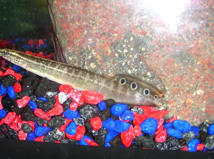 freshwater fish - macrognathus siamensis - peacock eel stocking in 250 gallons tank - Spiney Eel- Hudini (unfortnately his tail was eaten off by a crayfish. needless to say the crayfish is no longer a tank mate....) freshwater fish - macrognathus siamensis - peacock eel stocking in 250 gallons tank - Spiney Eel- Hudini (unfortnately his tail was eaten off by a crayfish. needless to say the crayfish is no longer a tank mate....)