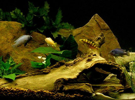 freshwater fish - pseudotropheus crabro - bumblebee cichlid stocking in 29 gallons tank - African cichlids freshwater fish - pseudotropheus crabro - bumblebee cichlid stocking in 29 gallons tank - African cichlids