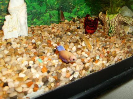 freshwater fish - gyrinocheilos aymonieri - gold algae eater stocking in 10 gallons tank - This is Juno, she's chilling with the golden algae eater. freshwater fish - gyrinocheilos aymonieri - gold algae eater stocking in 10 gallons tank - This is Juno, she's chilling with the golden algae eater.