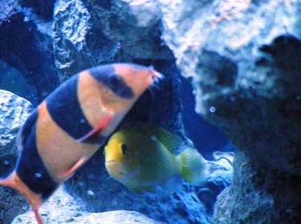 freshwater fish - botia macracantha - clown loach stocking in 55 gallons tank - Clownie the 2nd and Baby Yellow freshwater fish - botia macracantha - clown loach stocking in 55 gallons tank - Clownie the 2nd and Baby Yellow