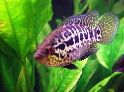 freshwater fish - parachromis managuensis - jaguar cichlid stocking in 125 gallons tank - 6" Jaguar Cichlid freshwater fish - parachromis managuensis - jaguar cichlid stocking in 125 gallons tank - 6" Jaguar Cichlid