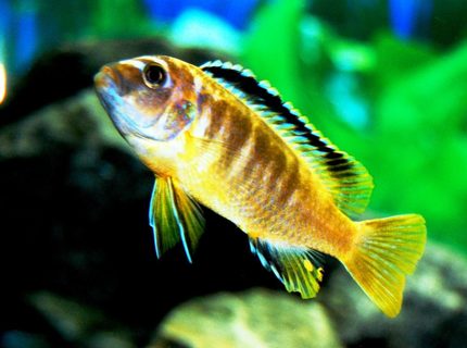 freshwater fish - pseudotropheus crabro - bumblebee cichlid stocking in 20 gallons tank - my cichlid of unknown name? some one please help mme out. NOT A YELLOW LAB freshwater fish - pseudotropheus crabro - bumblebee cichlid stocking in 20 gallons tank - my cichlid of unknown name? some one please help mme out. NOT A YELLOW LAB