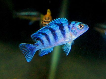 freshwater fish - metriaclima lombardoi - kenyi cichlid stocking in 20 gallons tank - Female Kenyi freshwater fish - metriaclima lombardoi - kenyi cichlid stocking in 20 gallons tank - Female Kenyi