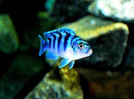 freshwater fish - metriaclima lombardoi - kenyi cichlid stocking in 20 gallons tank - Female Kenyi freshwater fish - metriaclima lombardoi - kenyi cichlid stocking in 20 gallons tank - Female Kenyi