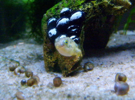 freshwater fish - carinotetraodon travancoricus - dwarf puffer stocking in 16 gallons tank - Blimpie the Dwarf Puffer in his snail graveyard. freshwater fish - carinotetraodon travancoricus - dwarf puffer stocking in 16 gallons tank - Blimpie the Dwarf Puffer in his snail graveyard.