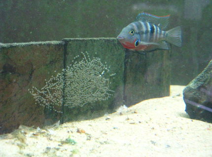 freshwater fish - thorichthys meeki - firemouth cichlid stocking in 220 gallons tank - Thorichthys meeki female with eggs. freshwater fish - thorichthys meeki - firemouth cichlid stocking in 220 gallons tank - Thorichthys meeki female with eggs.