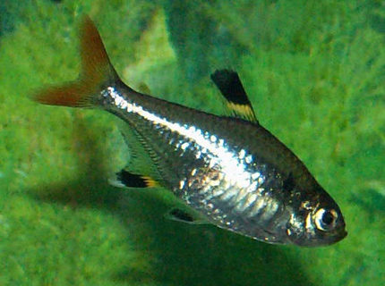 freshwater fish - pristella maxillaris - x-ray pristella tetra stocking in 110 gallons tank - Pristella Tetra freshwater fish - pristella maxillaris - x-ray pristella tetra stocking in 110 gallons tank - Pristella Tetra