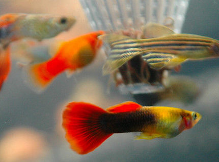 freshwater fish - danio rerio - zebra danio stocking in 85 gallons tank - Assorted Guppies, Dwarf Platy and Longfin Zebra Danio feeding at the worm feeder. freshwater fish - danio rerio - zebra danio stocking in 85 gallons tank - Assorted Guppies, Dwarf Platy and Longfin Zebra Danio feeding at the worm feeder.