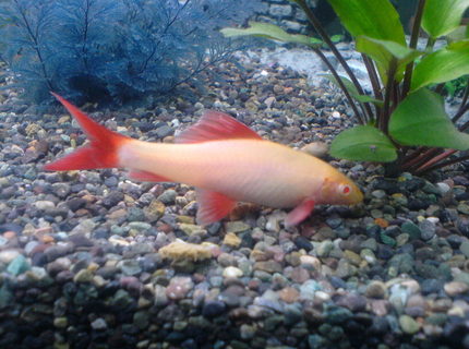 freshwater fish - epalzeorhynchos frenatus - albino rainbow shark stocking in 52 gallons tank - Albino Shark freshwater fish - epalzeorhynchos frenatus - albino rainbow shark stocking in 52 gallons tank - Albino Shark