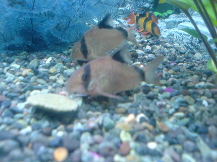freshwater fish - corydoras panda - panda cory cat stocking in 52 gallons tank - Panda Corydoras freshwater fish - corydoras panda - panda cory cat stocking in 52 gallons tank - Panda Corydoras