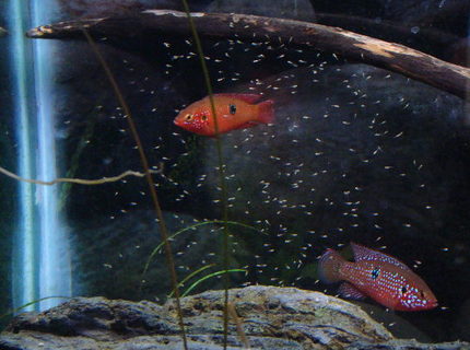 freshwater fish - hemichromis bimaculatus - jewel cichlid stocking in 125 gallons tank - Jewel Cichlid parents with there fry freshwater fish - hemichromis bimaculatus - jewel cichlid stocking in 125 gallons tank - Jewel Cichlid parents with there fry