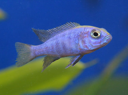 freshwater fish - aulonocara stuartgranti - peacock cichlid stocking in 45 gallons tank - A new african cichlid freshwater fish - aulonocara stuartgranti - peacock cichlid stocking in 45 gallons tank - A new african cichlid