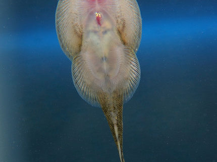 freshwater fish - beaufortia kweichowensis - hillstream loach stocking in 45 gallons tank - Hillstream (butterfly) loach freshwater fish - beaufortia kweichowensis - hillstream loach stocking in 45 gallons tank - Hillstream (butterfly) loach