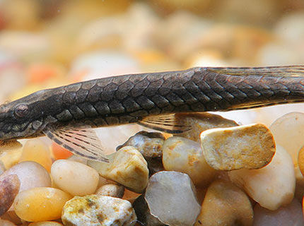 freshwater fish - farlowella gracilis - whiptail cat stocking in 45 gallons tank - Farlowella catfish freshwater fish - farlowella gracilis - whiptail cat stocking in 45 gallons tank - Farlowella catfish