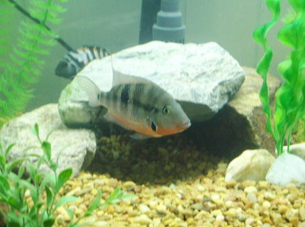 freshwater fish - thorichthys meeki - firemouth cichlid stocking in 75 gallons tank - firemouth freshwater fish - thorichthys meeki - firemouth cichlid stocking in 75 gallons tank - firemouth