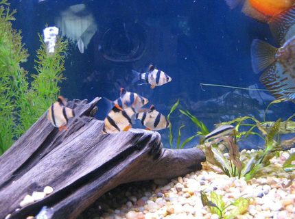 freshwater fish - puntius tetrazona - tiger barb stocking in 38 gallons tank - Tiger Barbs
My 38 Gallon Aquarium, 3 Discus, 6 Tiger Barbs, 3 Chinese Algae Eaters, one Gold Nugget Pleco, and a Gold Chinese Algae Eater. I'm using a Marineland C-Series Multi Stage Canister Filter C-220, the best fiter out there. I personaly think this filter is better then the Eheim, because it allows no bypass, it forces the water through the filter media trays and not around them, all the other canisters allow 40% to 60%. freshwater fish - puntius tetrazona - tiger barb stocking in 38 gallons tank - Tiger Barbs
My 38 Gallon Aquarium, 3 Discus, 6 Tiger Barbs, 3 Chinese Algae Eaters, one Gold Nugget Pleco, and a Gold Chinese Algae Eater. I'm using a Marineland C-Series Multi Stage Canister Filter C-220, the best fiter out there. I personaly think this filter is better then the Eheim, because it allows no bypass, it forces the water through the filter media trays and not around them, all the other canisters allow 40% to 60%.