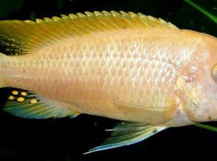 freshwater fish - pseudotropheus socolofi (albino) - albino socolofi stocking in 50 gallons tank - albino cichlid freshwater fish - pseudotropheus socolofi (albino) - albino socolofi stocking in 50 gallons tank - albino cichlid