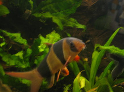 freshwater fish - botia macracantha - clown loach stocking in 55 gallons tank - clown loach freshwater fish - botia macracantha - clown loach stocking in 55 gallons tank - clown loach