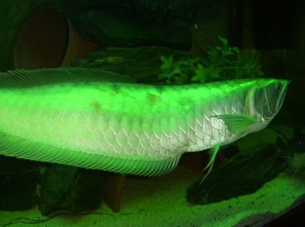 freshwater fish - osteoglossum bicirrhosum - silver arowana stocking in 120 gallons tank - ma pride & joy. bad boy 2ft silver arowana, couldnt afford a green wan so put in a green light freshwater fish - osteoglossum bicirrhosum - silver arowana stocking in 120 gallons tank - ma pride & joy. bad boy 2ft silver arowana, couldnt afford a green wan so put in a green light