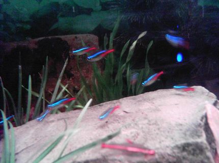 freshwater fish - hemigrammus erythrozonus - glowlight tetra stocking in 100 gallons tank - Neons and a glowlight tetra freshwater fish - hemigrammus erythrozonus - glowlight tetra stocking in 100 gallons tank - Neons and a glowlight tetra