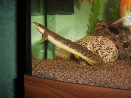 freshwater fish - polypterus senegalus - cuvier bichir stocking in 180 gallons tank - cuvier Bichir freshwater fish - polypterus senegalus - cuvier bichir stocking in 180 gallons tank - cuvier Bichir