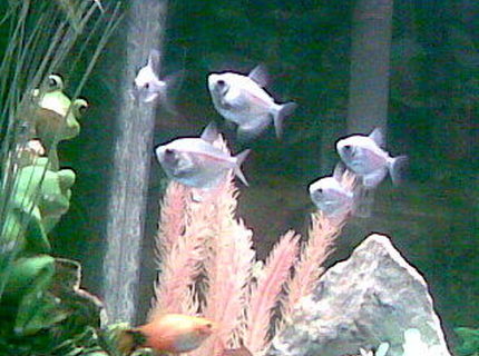 freshwater fish - hyphessobrycon erythrostigma - bleeding heart tetra stocking in 125 gallons tank - Some schoolin fruit tetras freshwater fish - hyphessobrycon erythrostigma - bleeding heart tetra stocking in 125 gallons tank - Some schoolin fruit tetras