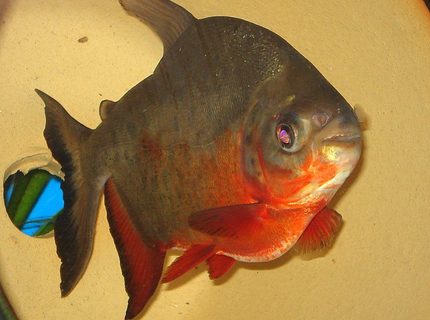 freshwater fish - piaractus brachypomum - red belly pacu stocking in 75 gallons tank - Pacu is now 7-8" long and loves to eat unsalted peanuts... freshwater fish - piaractus brachypomum - red belly pacu stocking in 75 gallons tank - Pacu is now 7-8" long and loves to eat unsalted peanuts...