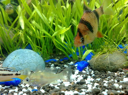 freshwater fish - puntius tetrazona - tiger barb stocking in 20 gallons tank - tiger barb and the smallest cichlid of the tank freshwater fish - puntius tetrazona - tiger barb stocking in 20 gallons tank - tiger barb and the smallest cichlid of the tank