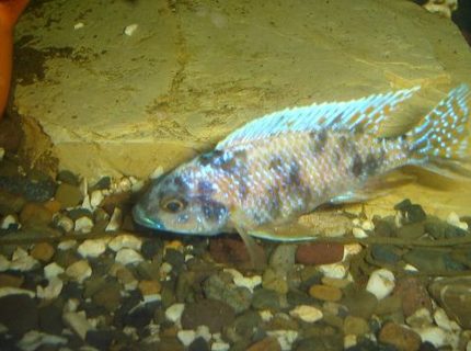 freshwater fish - labeotropheus fuelleborni - fuelleborni cichlid stocking in 70 gallons tank - cichlide freshwater fish - labeotropheus fuelleborni - fuelleborni cichlid stocking in 70 gallons tank - cichlide