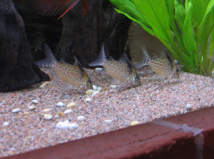freshwater fish - corydoras paleatus - peppered cory cat stocking in 127 gallons tank - Huey, Dewey and Louie freshwater fish - corydoras paleatus - peppered cory cat stocking in 127 gallons tank - Huey, Dewey and Louie