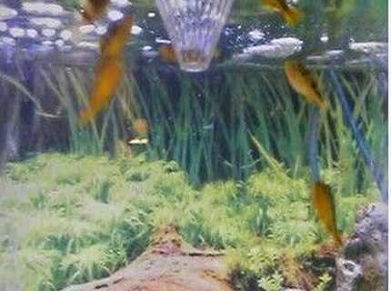 freshwater fish - carinotetraodon travancoricus - dwarf puffer stocking in 46 gallons tank - 7 Freshwater Dwar Puffer Fish Eating there Favorite Food...Live Black Worms freshwater fish - carinotetraodon travancoricus - dwarf puffer stocking in 46 gallons tank - 7 Freshwater Dwar Puffer Fish Eating there Favorite Food...Live Black Worms