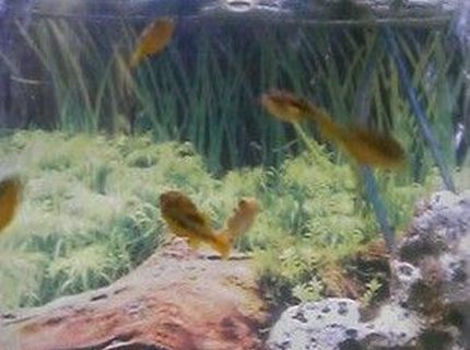 freshwater fish - carinotetraodon travancoricus - dwarf puffer stocking in 46 gallons tank - 7 Freshwater Dwarf Puffer Fish going up to eat freshwater fish - carinotetraodon travancoricus - dwarf puffer stocking in 46 gallons tank - 7 Freshwater Dwarf Puffer Fish going up to eat