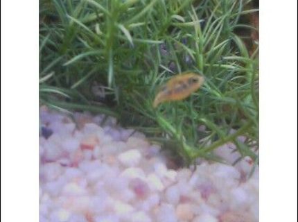 freshwater fish - carinotetraodon travancoricus - dwarf puffer stocking in 46 gallons tank - Dwarf Puffer Resting freshwater fish - carinotetraodon travancoricus - dwarf puffer stocking in 46 gallons tank - Dwarf Puffer Resting