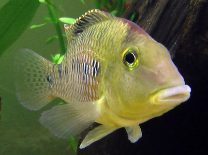 Rated #10: Freshwater Fish - Geophagus Steindachneri - Redhump Eartheater Stocking In 26 Gallons Tank - "Geo" the Redhump Eartheater mugging for the camera. He greets people with great enthusiasm and spends the day moving pebbles around with his mouth. Rated #10: Freshwater Fish - Geophagus Steindachneri - Redhump Eartheater Stocking In 26 Gallons Tank - "Geo" the Redhump Eartheater mugging for the camera. He greets people with great enthusiasm and spends the day moving pebbles around with his mouth.