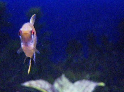 freshwater fish - hyphessobrycon pulchripinnis - lemon tetra stocking in 29 gallons tank - Lemon Tetra posing for a picture. freshwater fish - hyphessobrycon pulchripinnis - lemon tetra stocking in 29 gallons tank - Lemon Tetra posing for a picture.