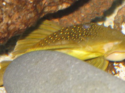 freshwater fish - baryancistrus demantoides - green phantom pleco stocking in 75 gallons tank - L200 Pleco "Green Phantom" freshwater fish - baryancistrus demantoides - green phantom pleco stocking in 75 gallons tank - L200 Pleco "Green Phantom"