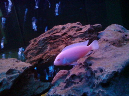 freshwater fish - pseudotropheus socolofi (albino) - albino socolofi stocking in 160 gallons tank - snow white Cichlid freshwater fish - pseudotropheus socolofi (albino) - albino socolofi stocking in 160 gallons tank - snow white Cichlid