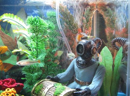 freshwater fish - pristella maxillaris - gold pristella tetra stocking in 10 gallons tank - Deep Sea Diver with Treasure Chest (Our kids call him Cyclops) :) freshwater fish - pristella maxillaris - gold pristella tetra stocking in 10 gallons tank - Deep Sea Diver with Treasure Chest (Our kids call him Cyclops) :)