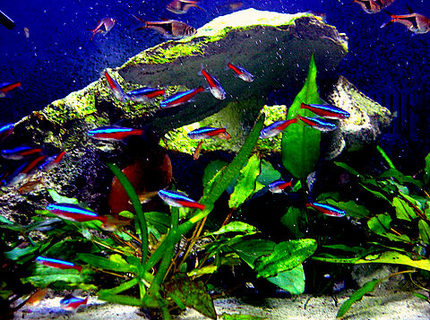 freshwater fish - paracheirodon axelrodi - cardinal tetra stocking in 29 gallons tank - 29 gallon Bio cube pics freshwater fish - paracheirodon axelrodi - cardinal tetra stocking in 29 gallons tank - 29 gallon Bio cube pics
