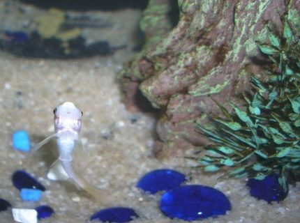 freshwater fish - gyrinocheilos aymonieri - gold algae eater stocking in 6 gallons tank - Gold Algae Eater (juvenile) freshwater fish - gyrinocheilos aymonieri - gold algae eater stocking in 6 gallons tank - Gold Algae Eater (juvenile)
